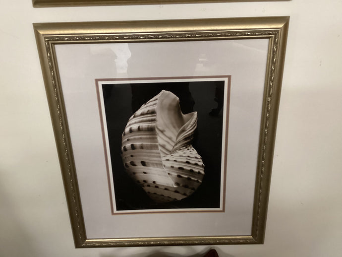 Still Life Tonna Shell 23x26