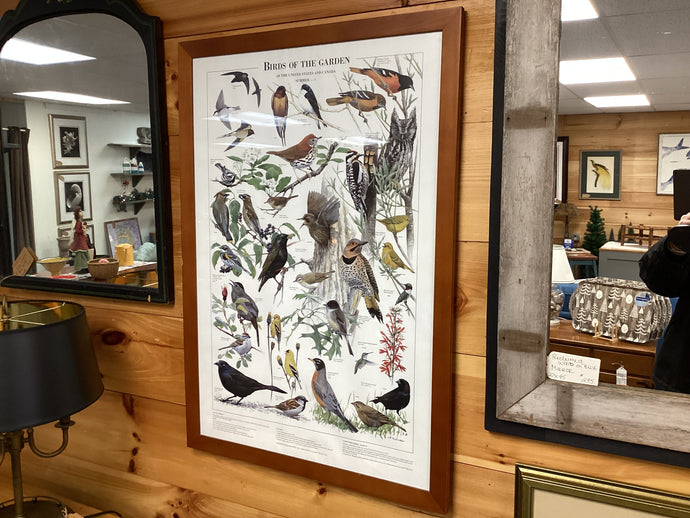 Birds of the Garden Framed Poster