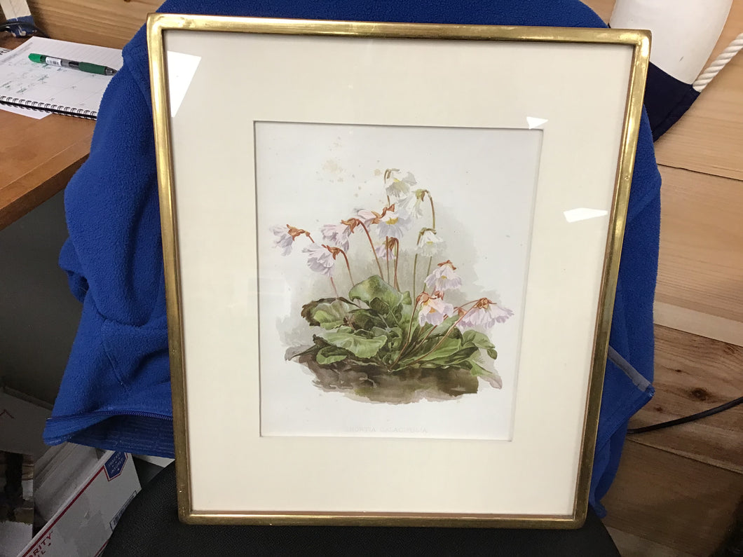 Antique Botanical Print Gold Leaf Frame